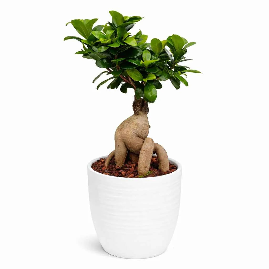 Bonsai Ficus Ginseng Vaso di Ceramica Bergamo Altezza Pianta D.13 cm