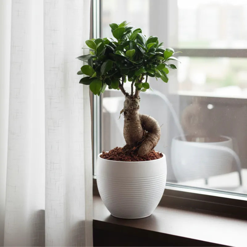 Bonsai Ficus Ginseng Vaso di Ceramica Manacor