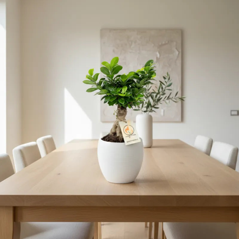 Bonsai Ficus Ginseng in vaso ceramica Manacor