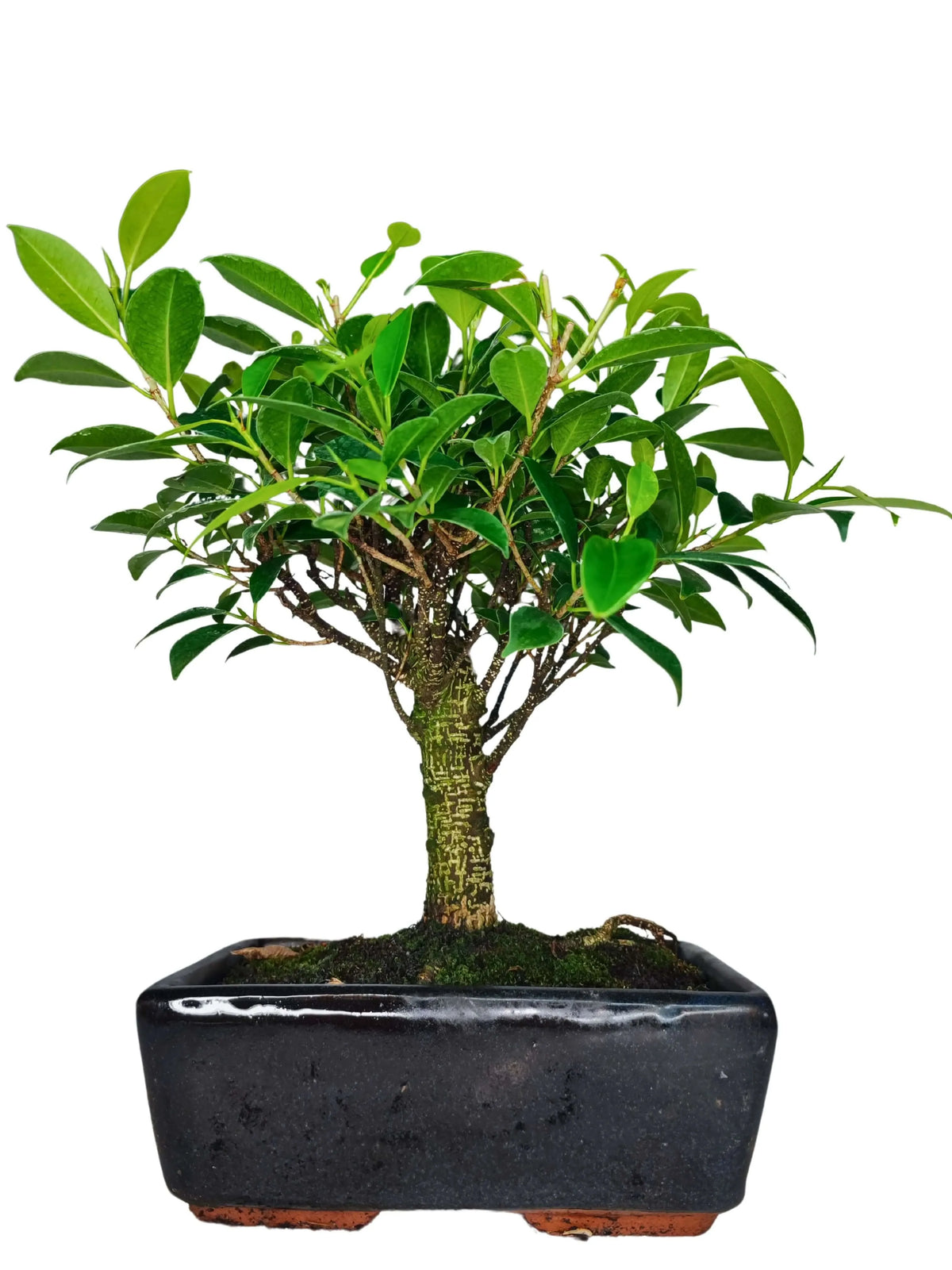 Bonsai Ficus Retusa Ball - Altezza Pianta 35 cm