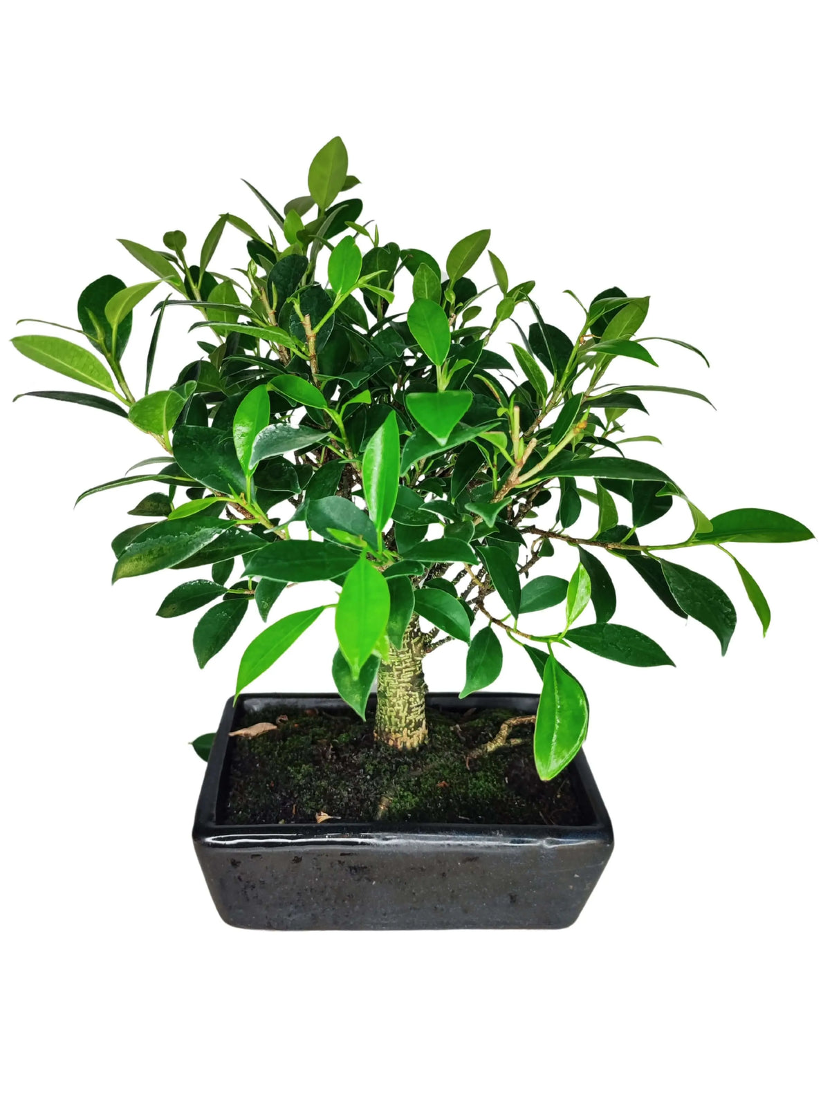 Bonsai Ficus Retusa Ball - Altezza Pianta 35 cm
