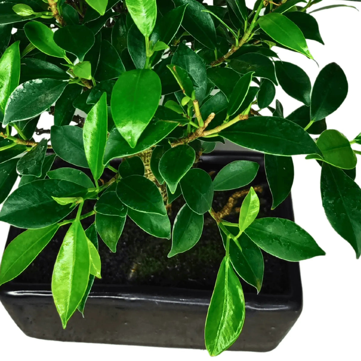 Bonsai Ficus Retusa Ball - Altezza Pianta 35 cm