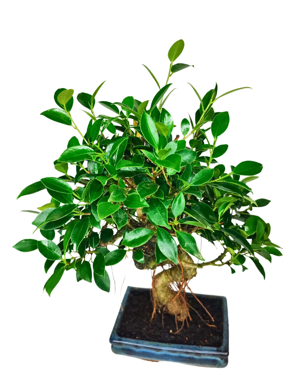 Bonsai Ficus Retusa S-Shape - Altezza Pianta 40 cm