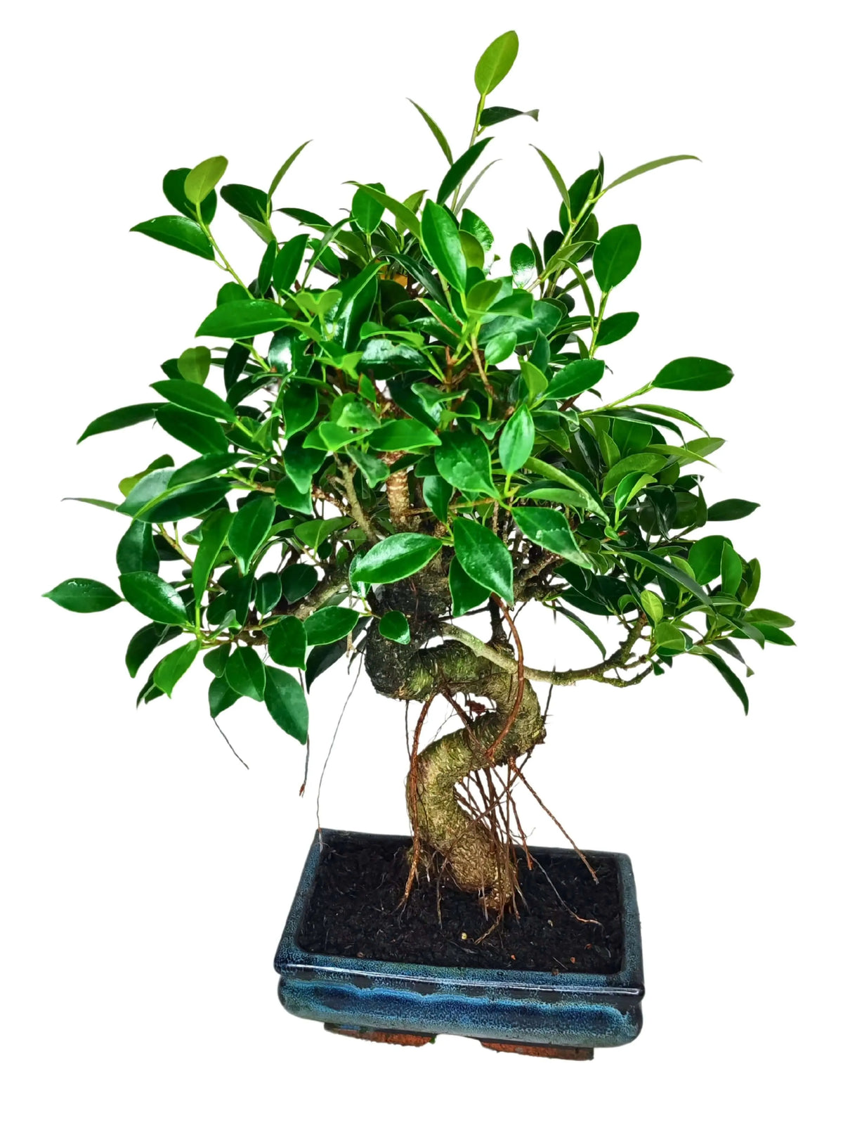 Bonsai Ficus Retusa S-Shape - Altezza Pianta 40 cm