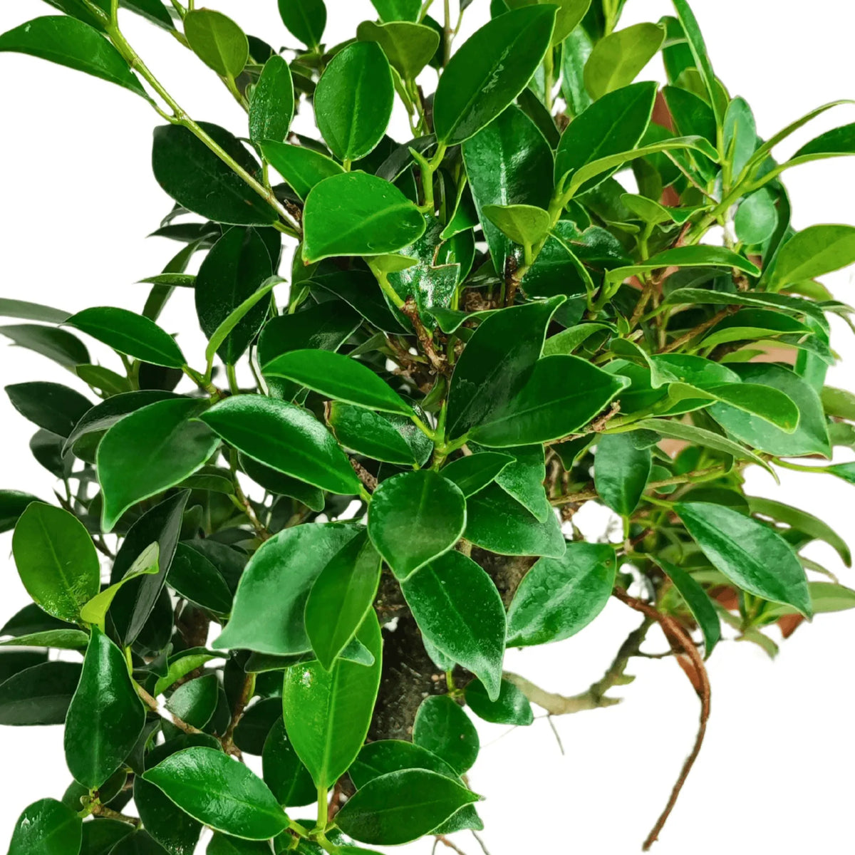 Bonsai Ficus Retusa S-Shape - Altezza Pianta 40 cm