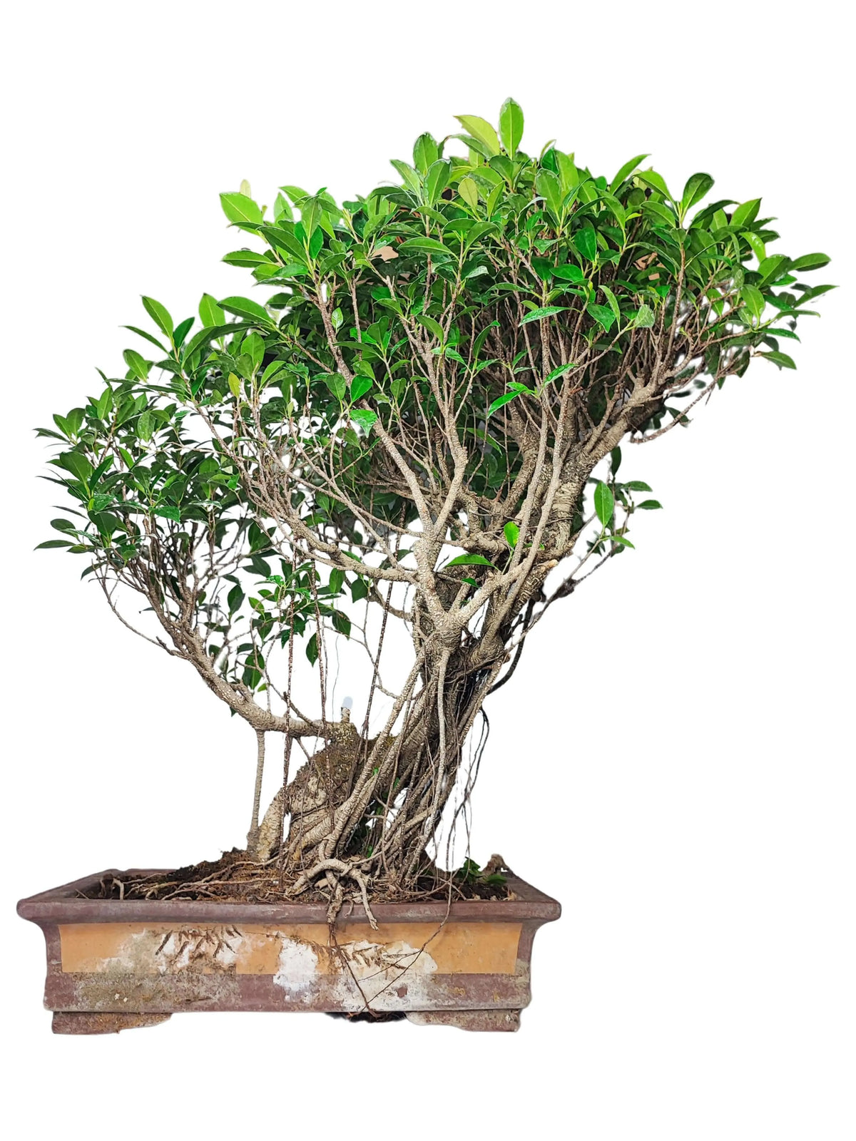 Bonsai Ficus Retusa altezza 80 cm