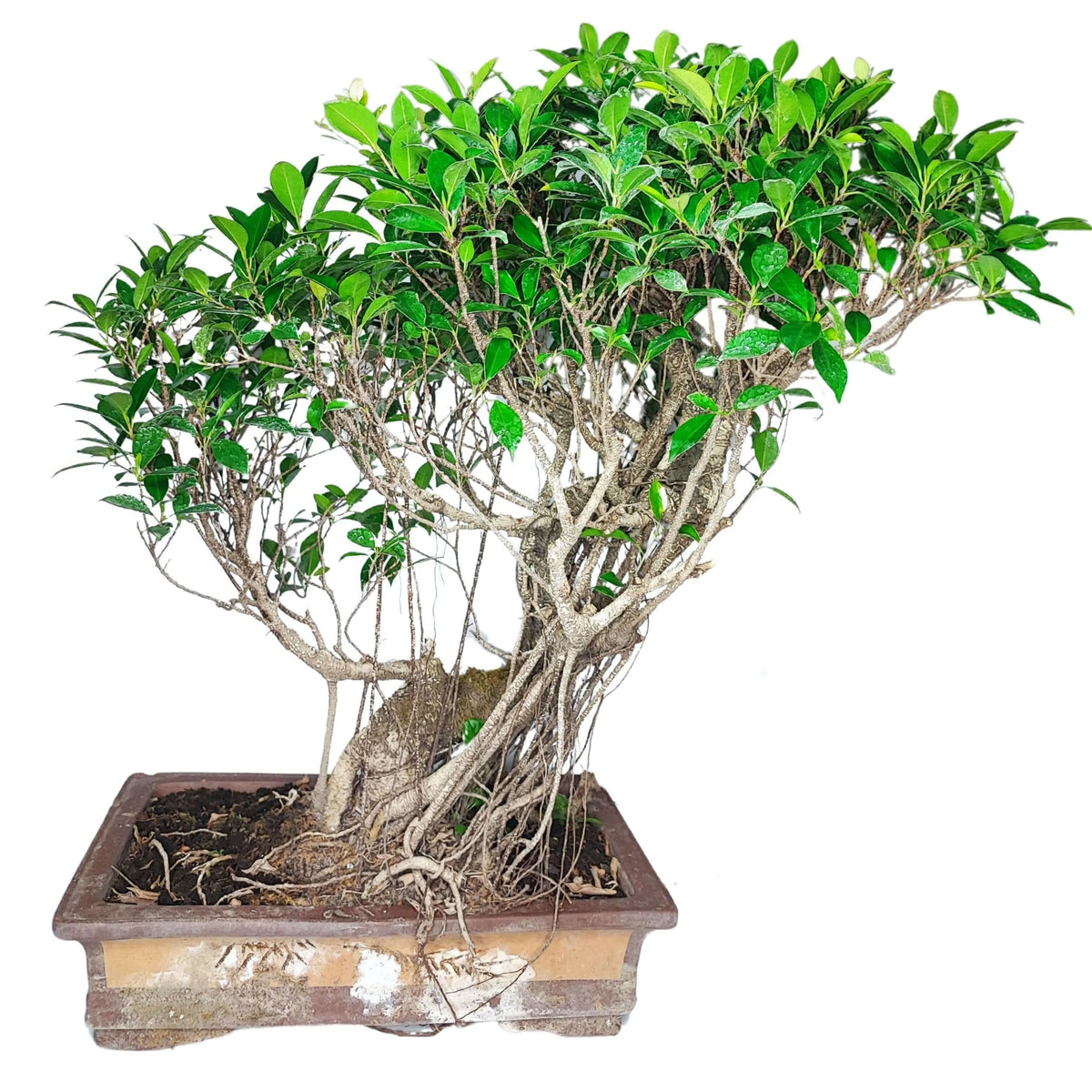 Bonsai Ficus Retusa altezza 80 cm