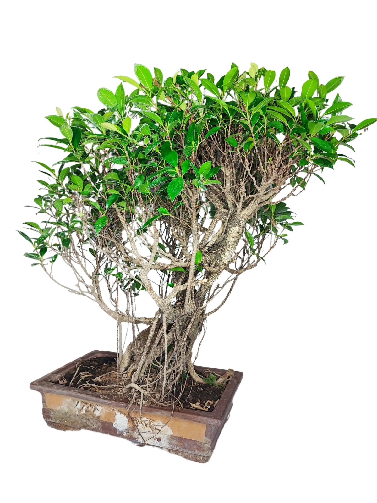 Bonsai Ficus Retusa altezza 80 cm