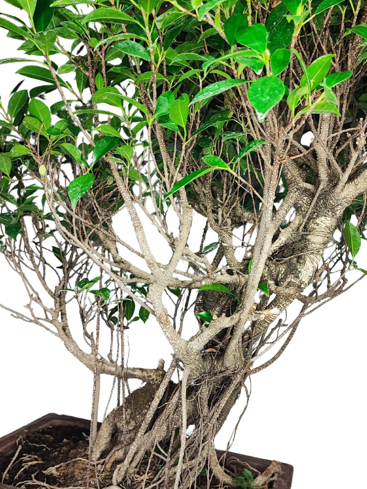 Bonsai Ficus Retusa altezza 80 cm