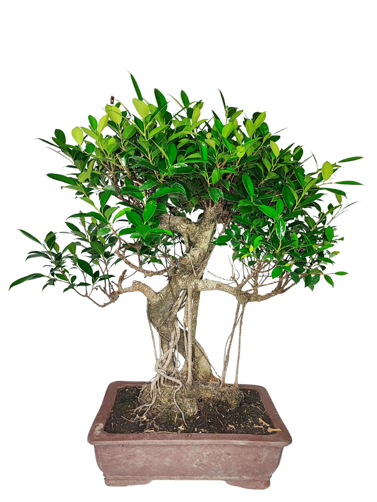 Bonsai Ficus Retusa esemplare altezza 72 cm
