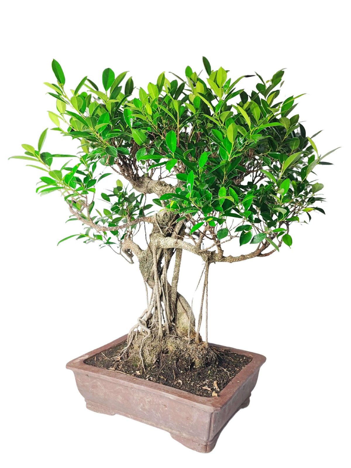 Bonsai Ficus Retusa esemplare altezza 72 cm