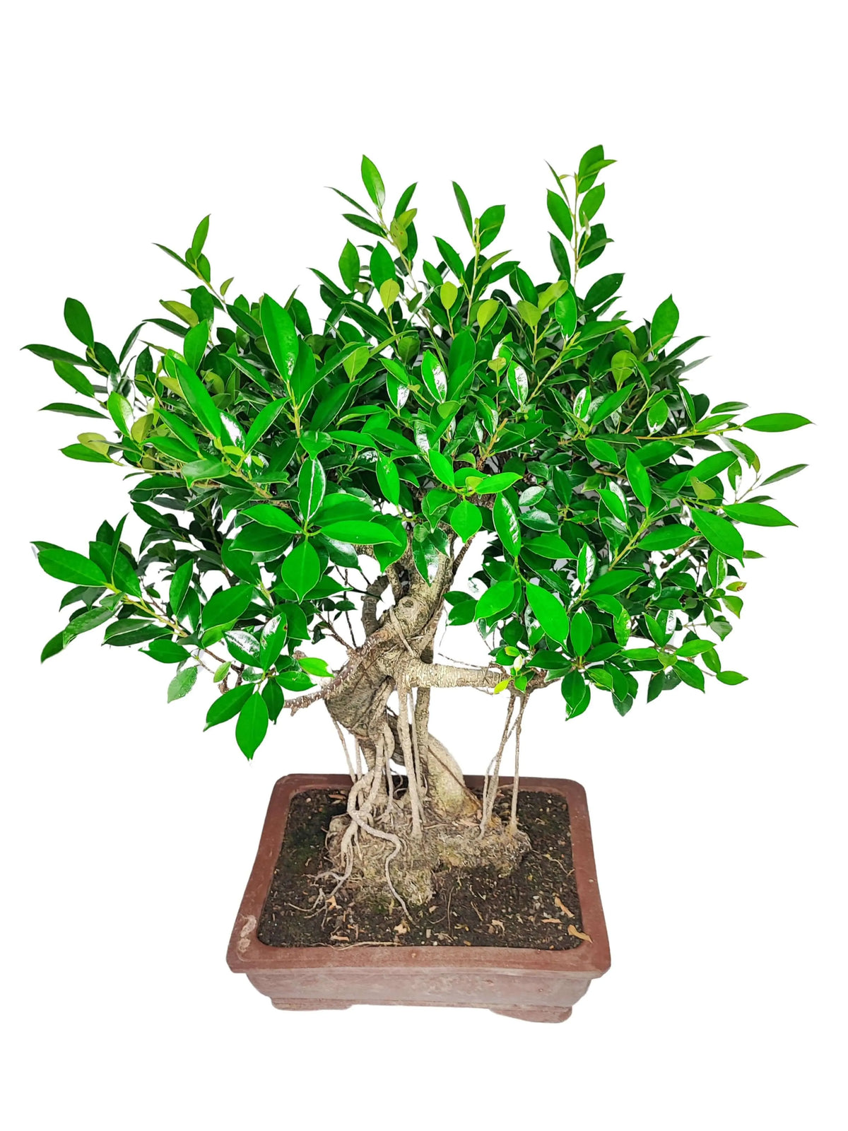 Bonsai Ficus Retusa esemplare altezza 72 cm