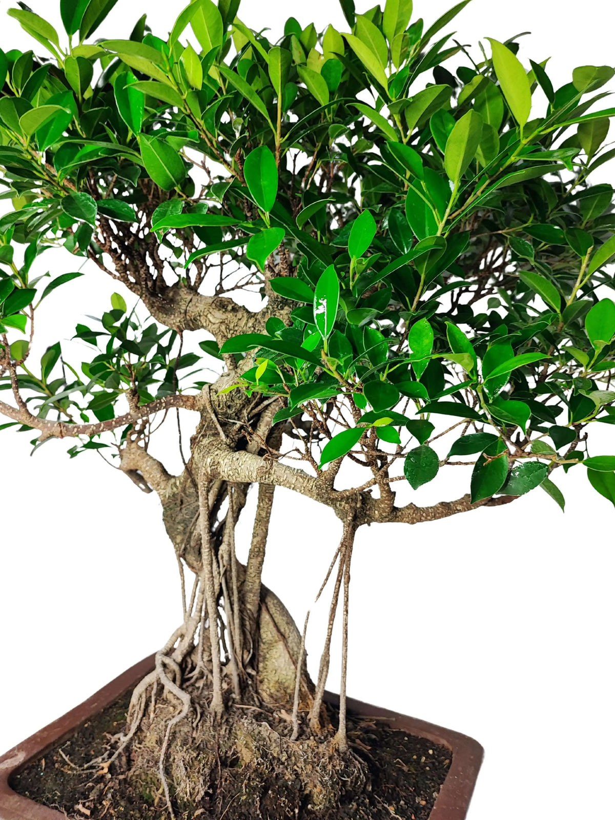 Bonsai Ficus Retusa esemplare altezza 72 cm