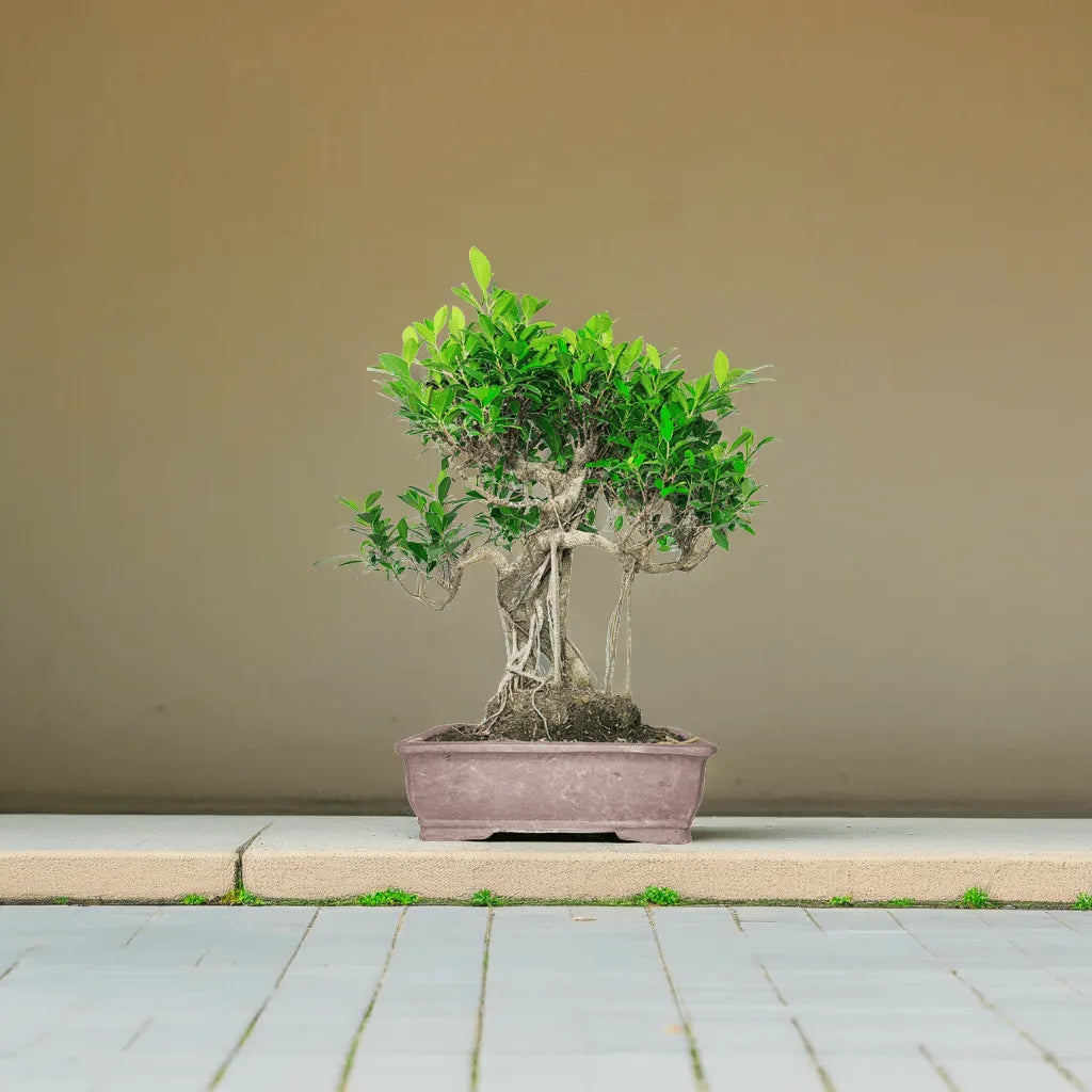 Bonsai Ficus Retusa esemplare altezza 72 cm