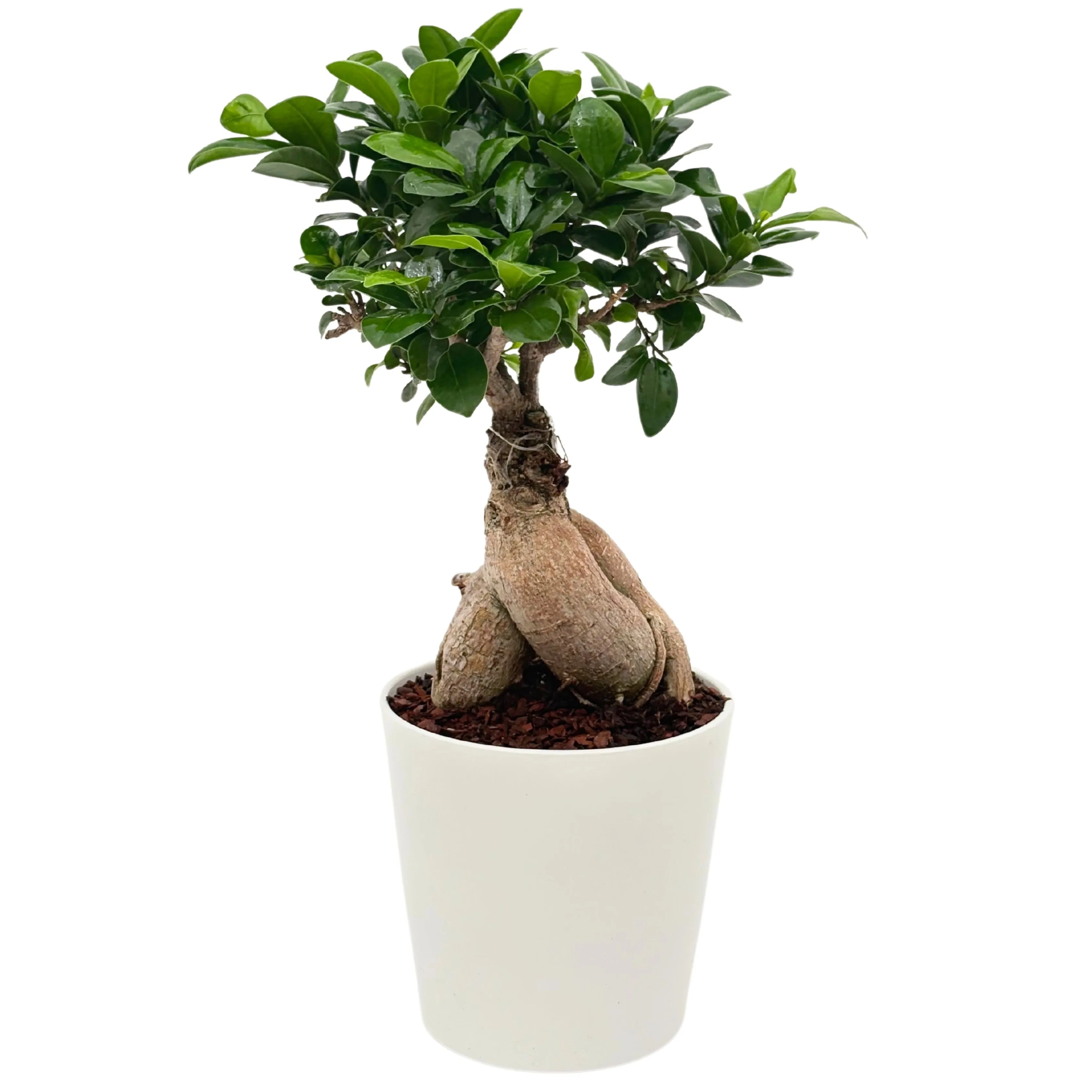 Bonsai Ficus Ginseng In vaso ceramica Bianco altezza 44 cm