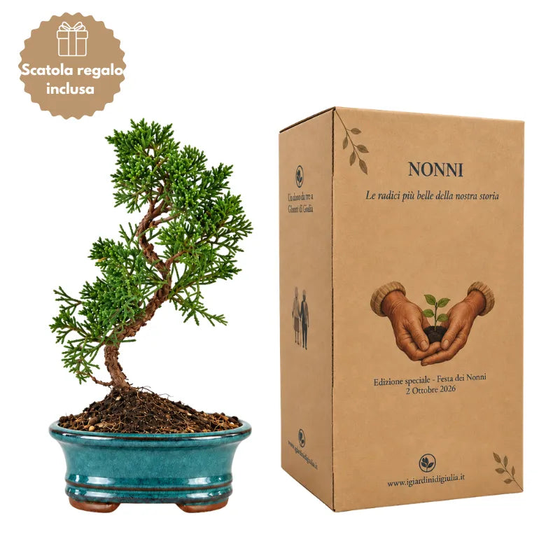 Bonsai 7 anni Juniperus Chinensis Kyushu - Collezione Premium edizione festa dei nonni