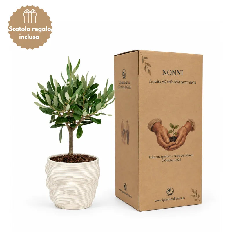 Bonsai Olivo in Vaso Alba in ceramica edizione festa dei nonni