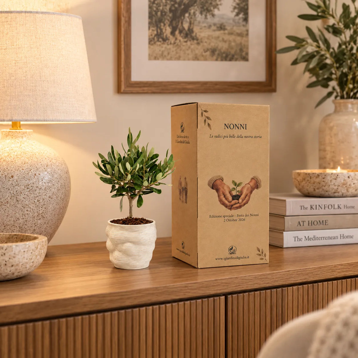 Bonsai Olivo in Vaso Alba in ceramica edizione festa dei nonni