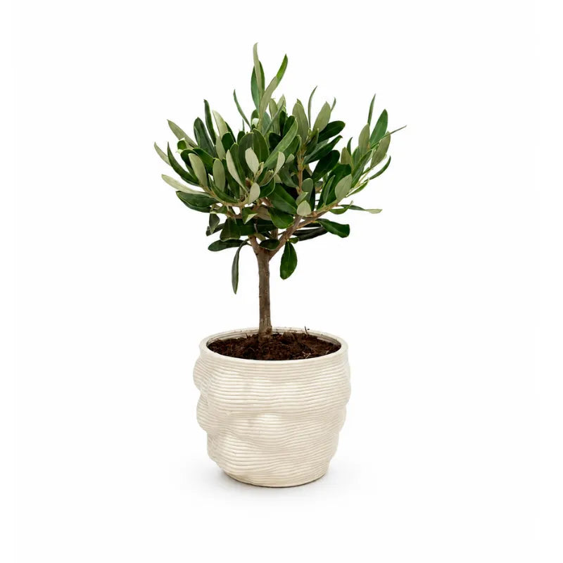 Bonsai Olivo in Vaso Alba in ceramica edizione festa dei nonni