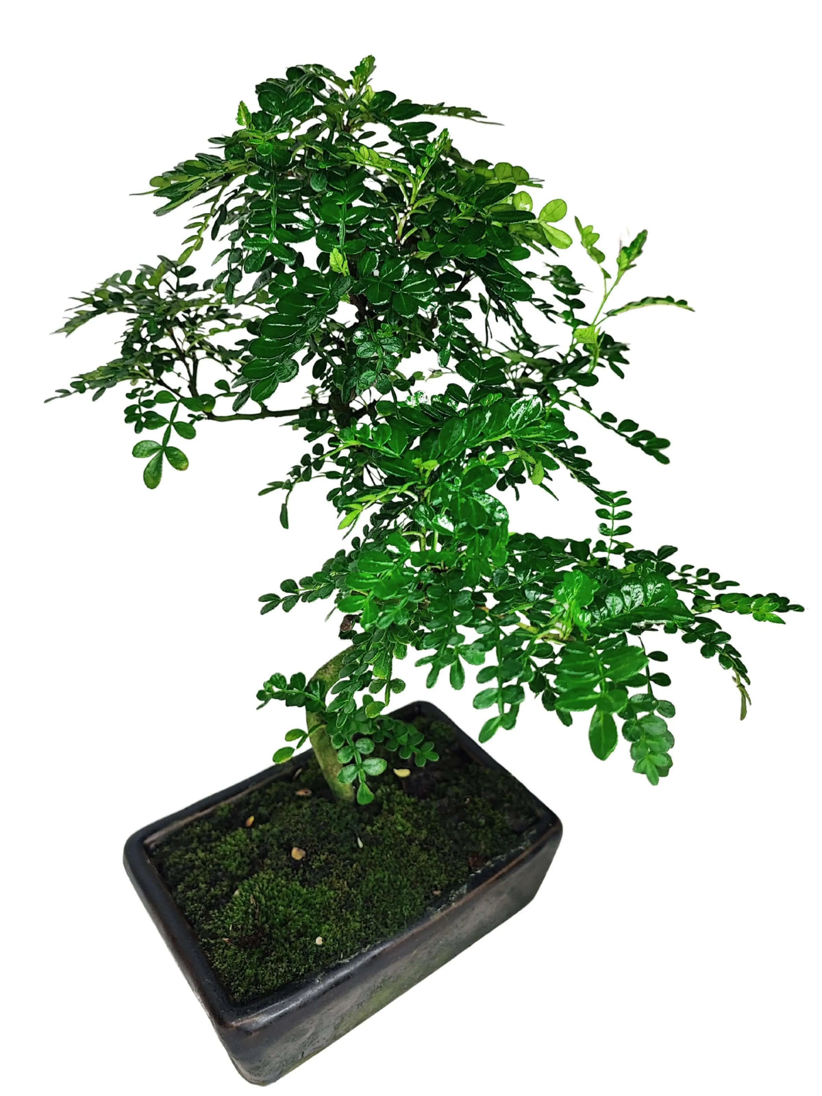 Bonsai Pepper S-Shape  Altezza 40 cm