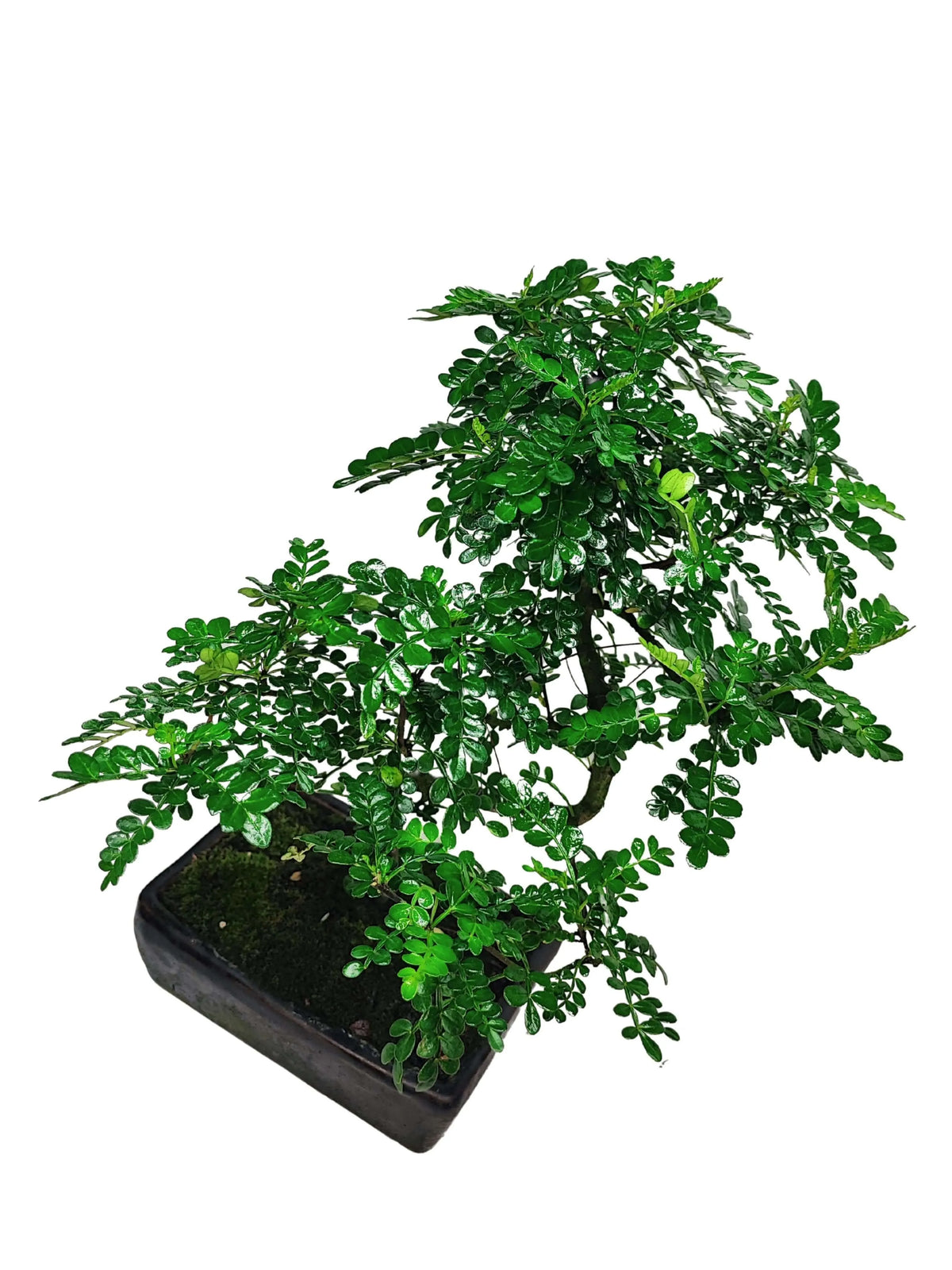 Bonsai Pepper S-Shape  Altezza 40 cm