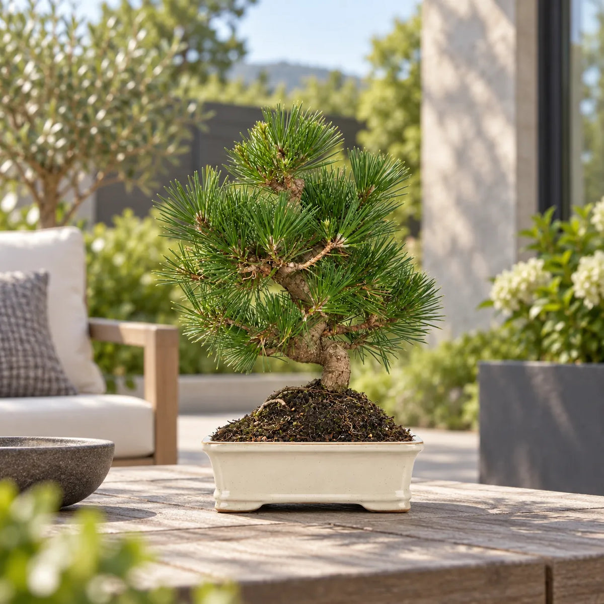 Bonsai 12 Anni Pinus Thunbergii - Collezione Premium