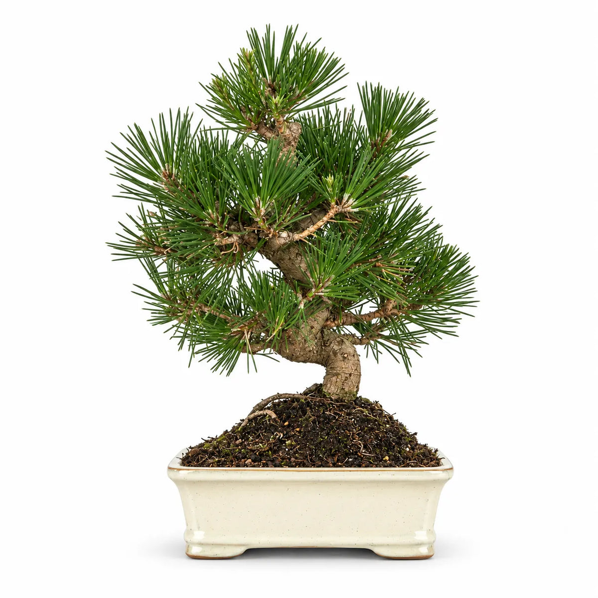 Bonsai 12 Anni Pinus Thunbergii - Collezione Premium