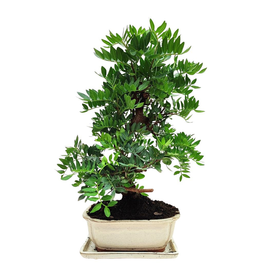 Bonsai Pistacia Lentiscus 12 Anni - Collezione Premium