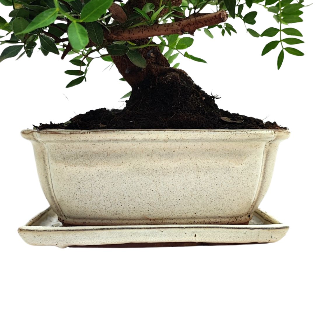 Bonsai Pistacia Lentiscus 12 Anni - Collezione Premium