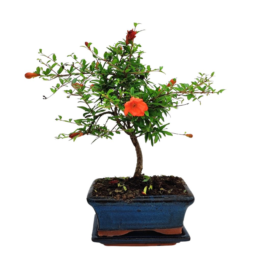 Bonsai Punica Granatum (Melograno) Nana 7 Anni - Collezione Premium