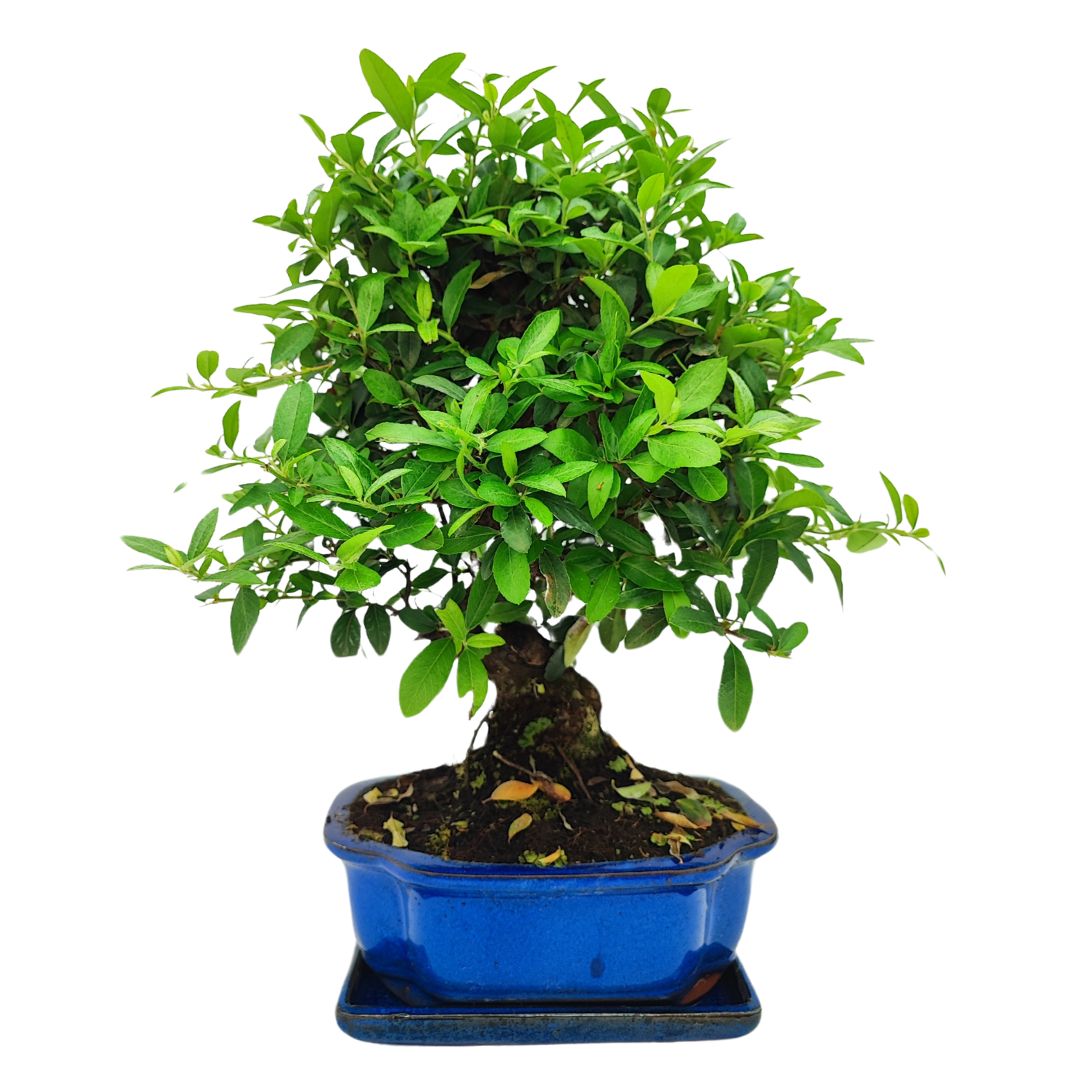 Bonsai Pyracantha Coccinea 10 Anni - Collezione Premium