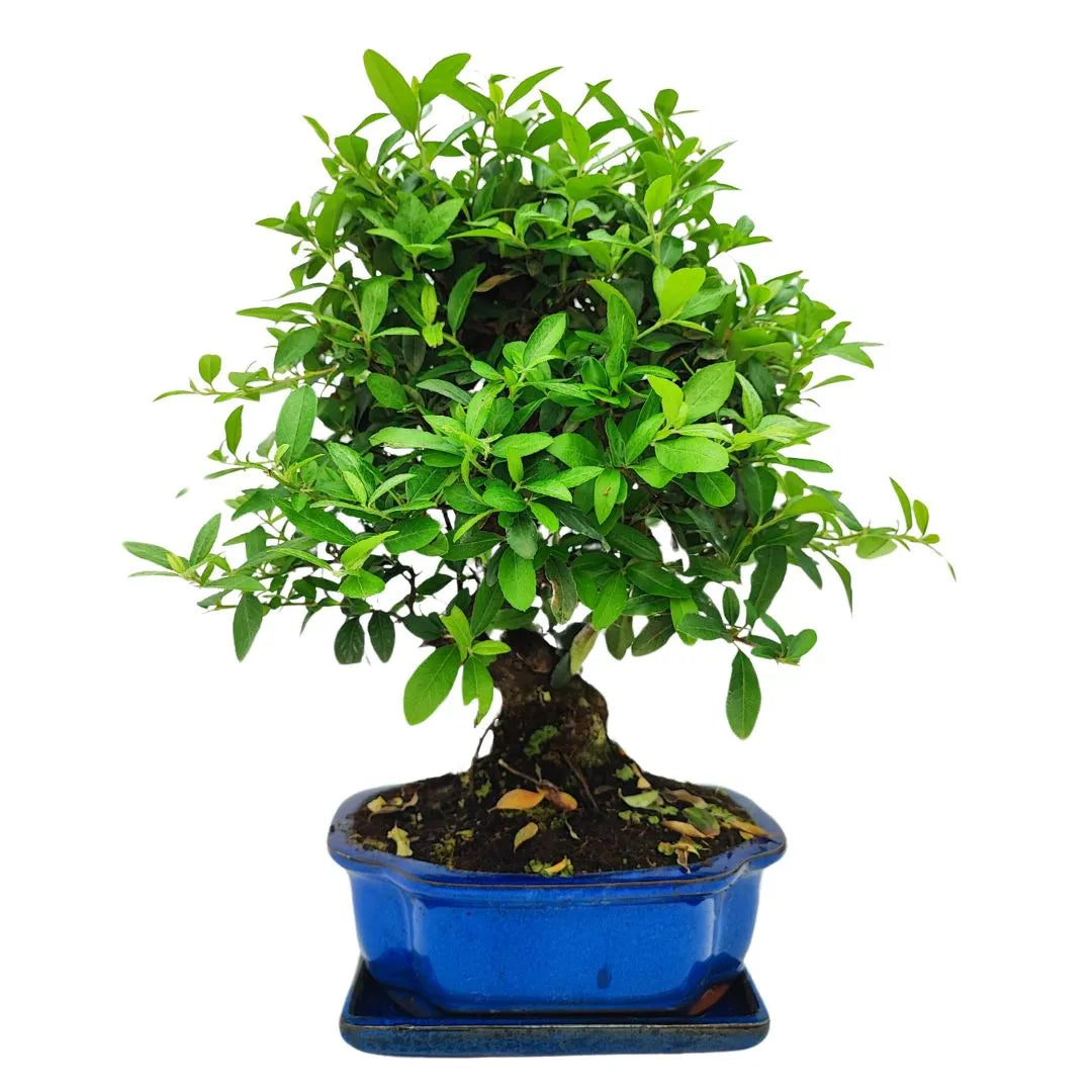 Bonsai Pyracantha Coccinea 10 Anni - Collezione Premium