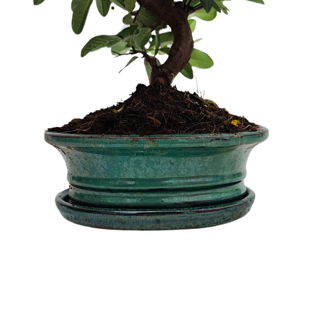 Bonsai Pyracantha sp. 8 Anni - Collezione Premium