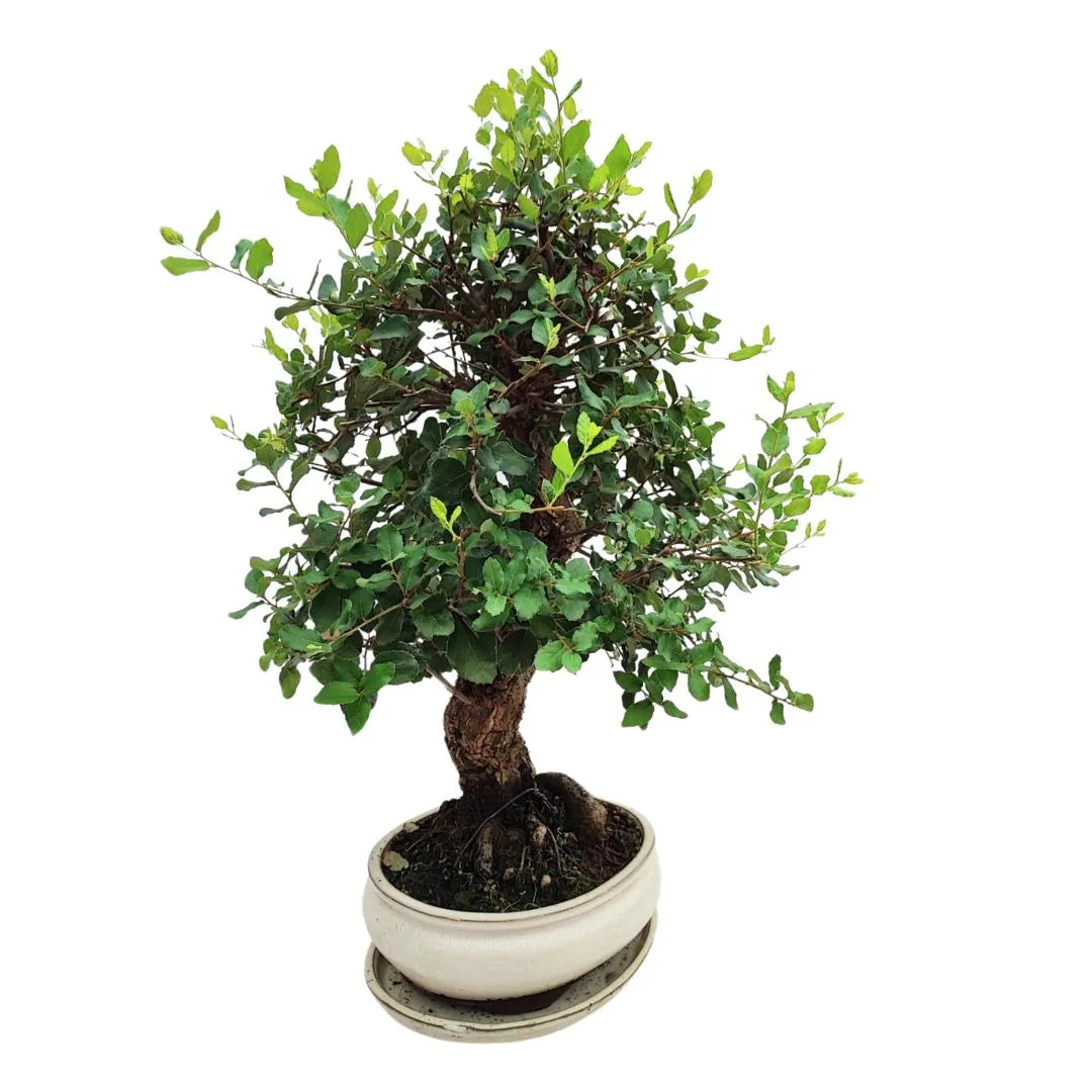 Bonsai Quercus Suber (Sughero) 20 Anni - Collezione Premium