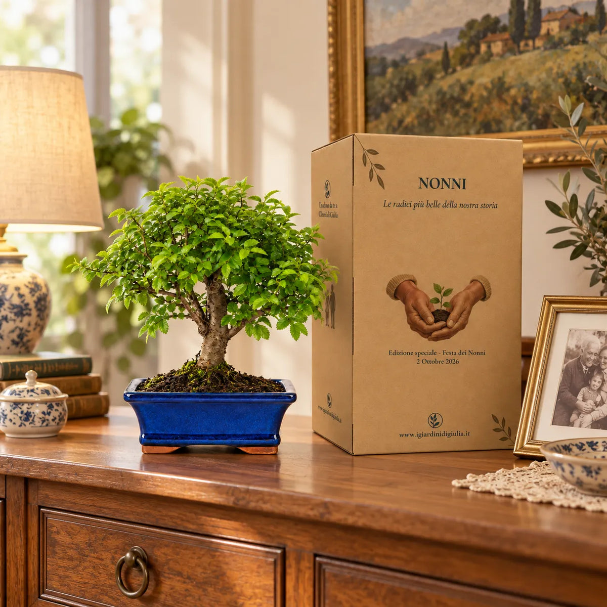 Bonsai 7 Anni Ulmus Parvifolia (Olmo cinese) - Collezione Premium edizione festa dei nonni