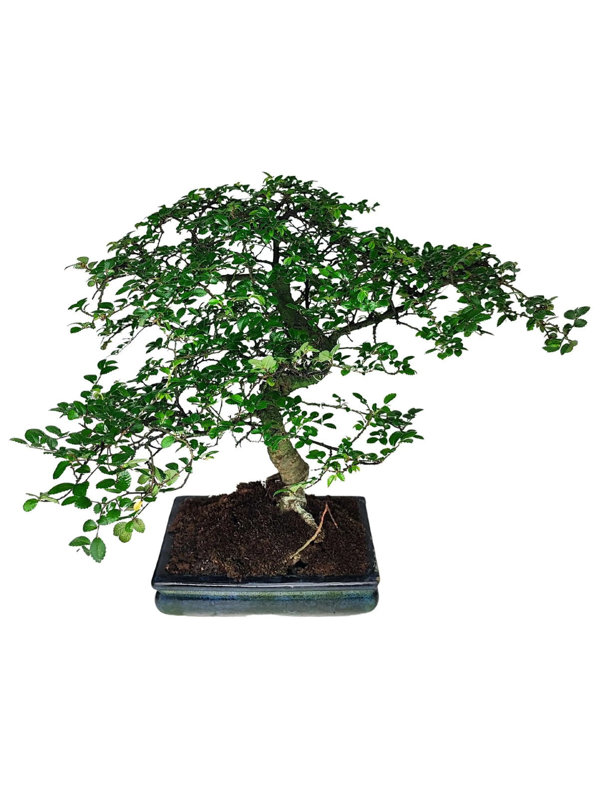Bonsai Zelkova - Altezza Pianta 40 cm
