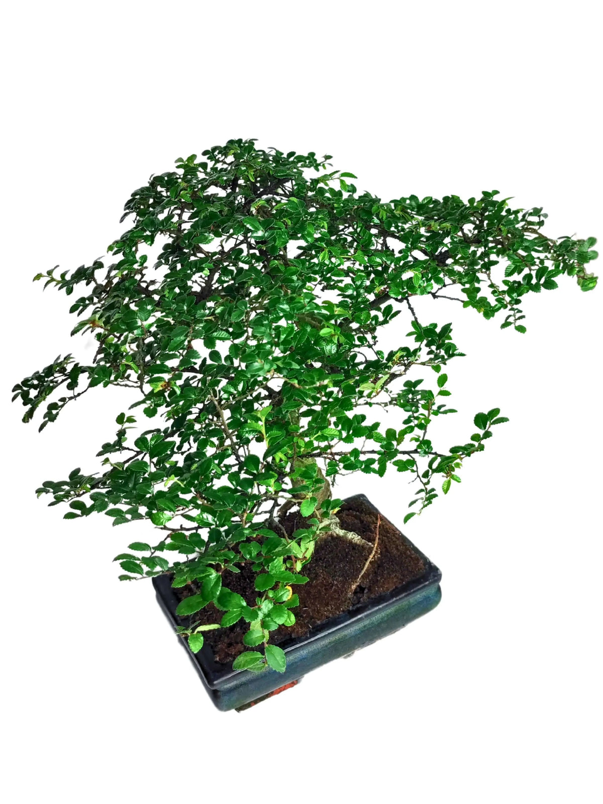 Bonsai Zelkova - Altezza Pianta 40 cm