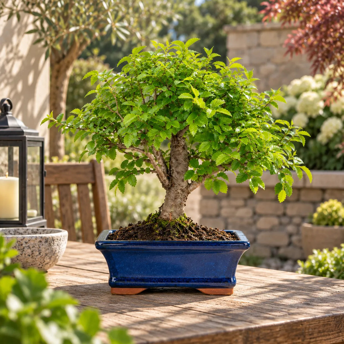 Bonsai 7 Anni Ulmus Parvifolia (Olmo cinese) - Collezione Premium