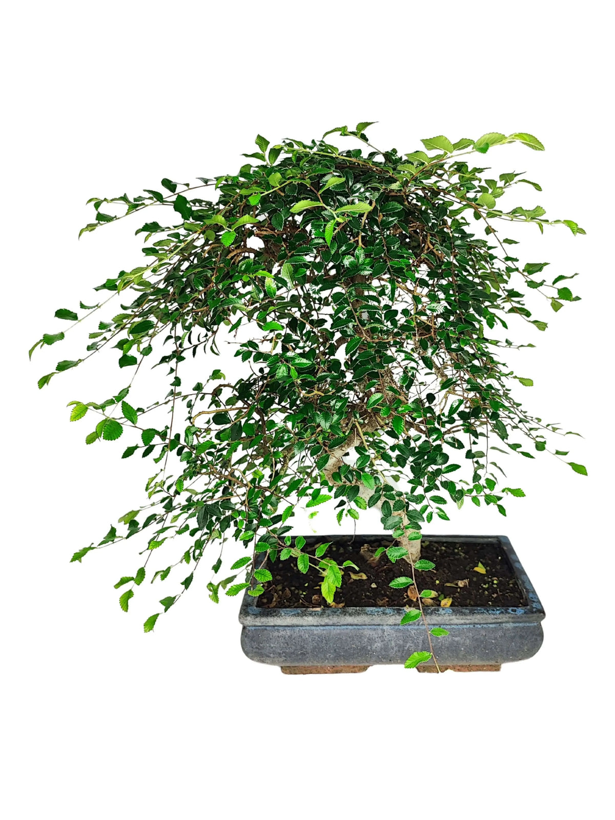 Bonsai Zelkova S-Shape - Altezza Pianta 50 cm