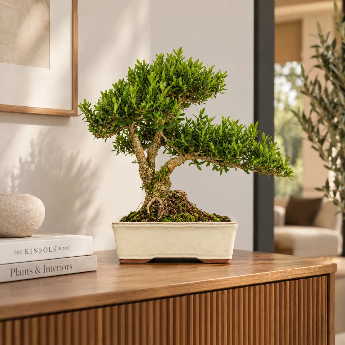 Bonsai 15 Anni Buxus Harlandii - Collezione Premium