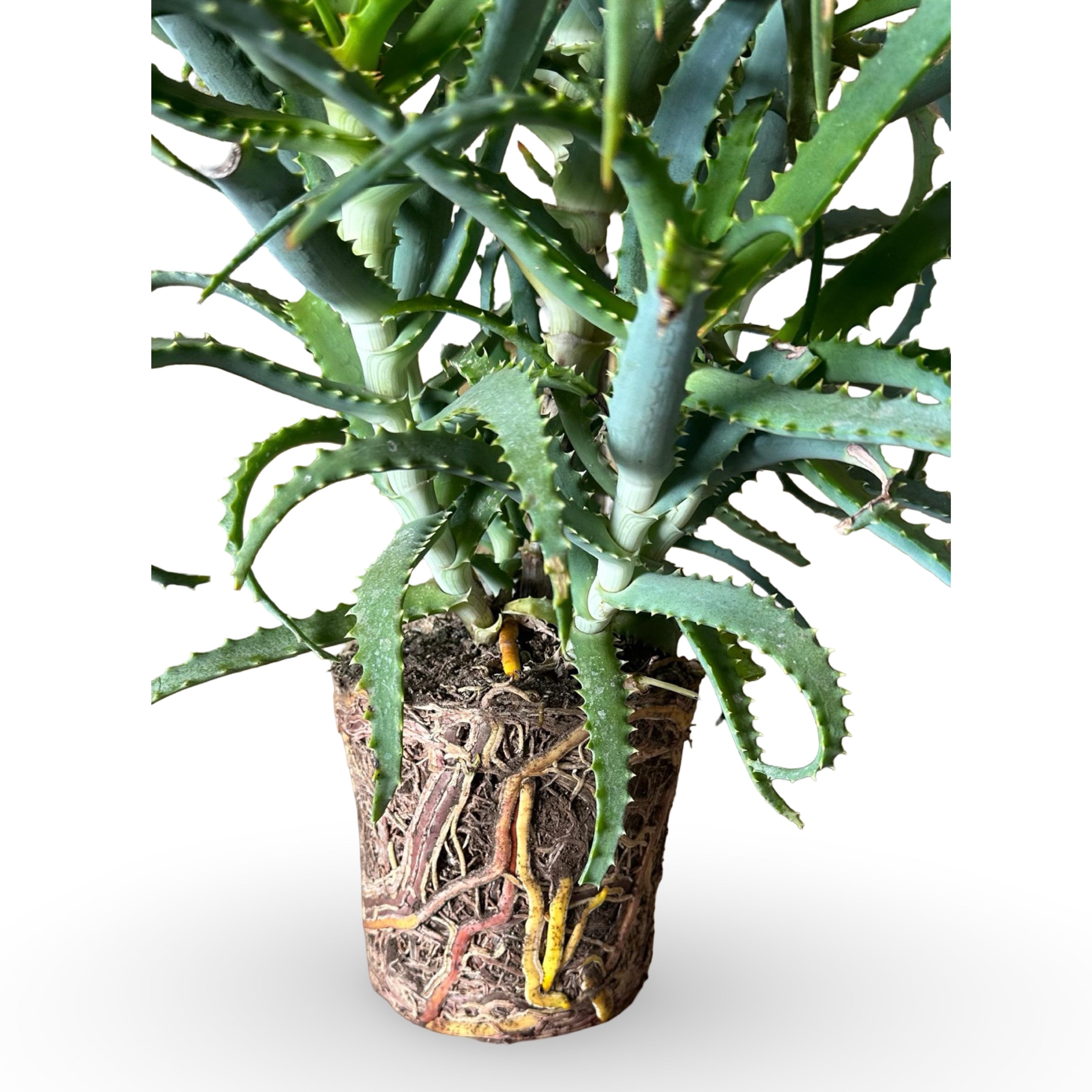 Pianta di Aloe Vera Arborescens