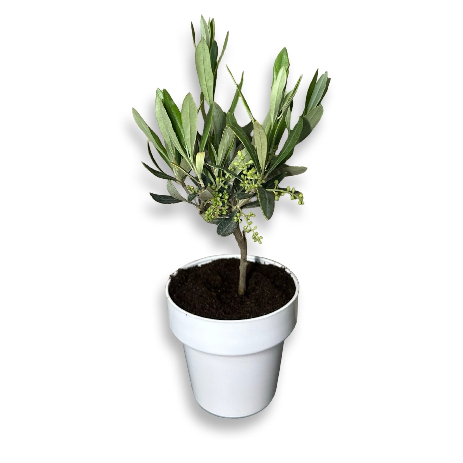 Piantina cespuglio simil-Bonsai di Ulivo - Olea europea cipressino CERTIFICATA