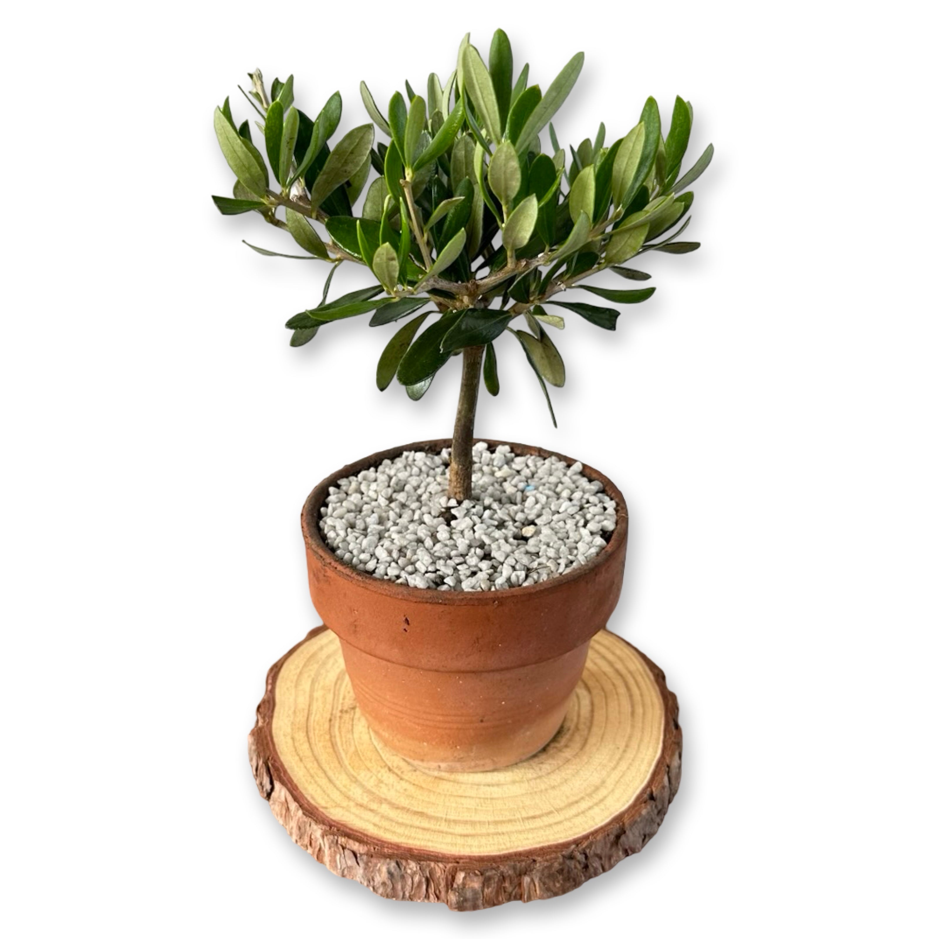 Piantina cespuglio simil-Bonsai di Ulivo - Olea europea cipressino CERTIFICATA