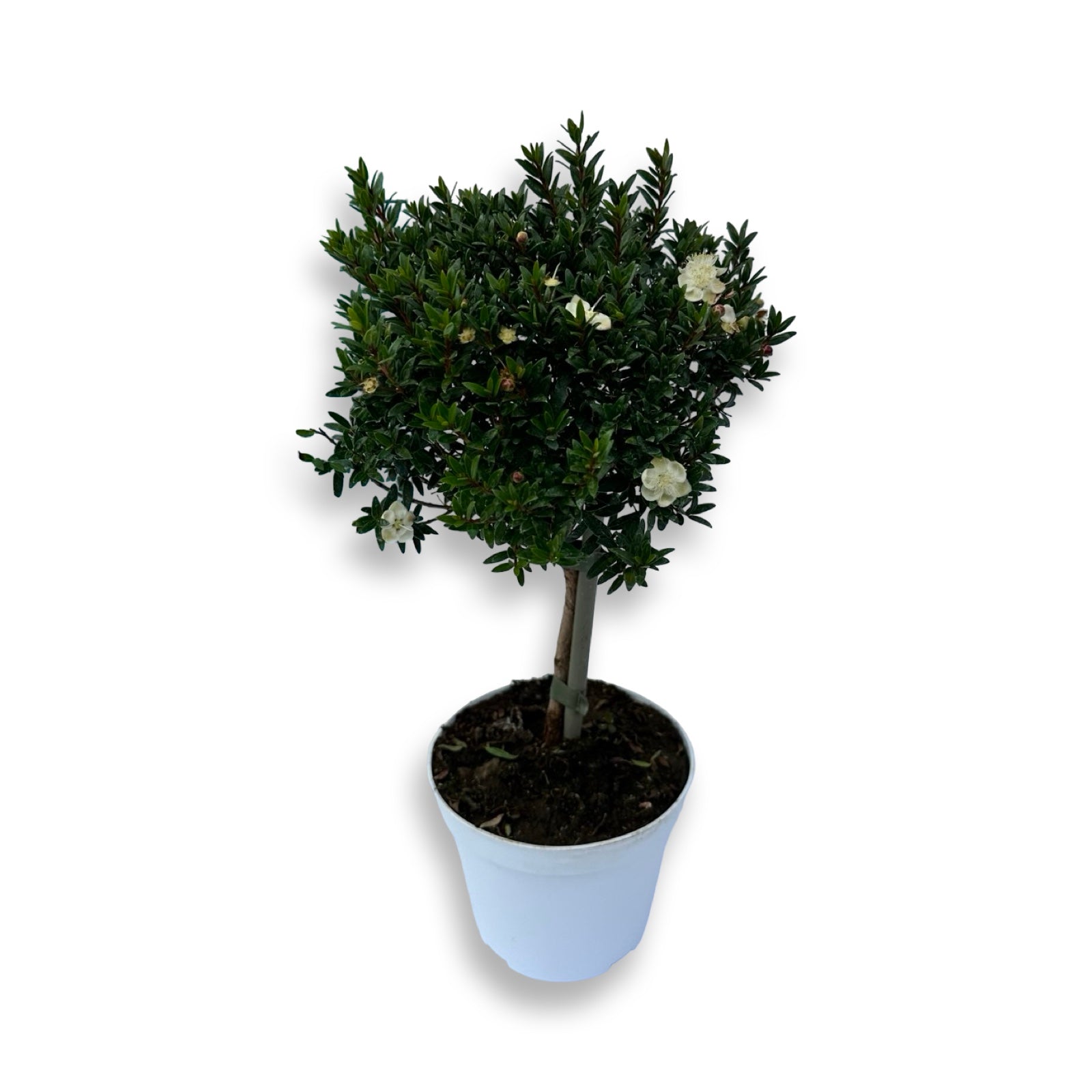 Piantina Alberello di Mirto - Myrtus Microphylla CERTIFICATA