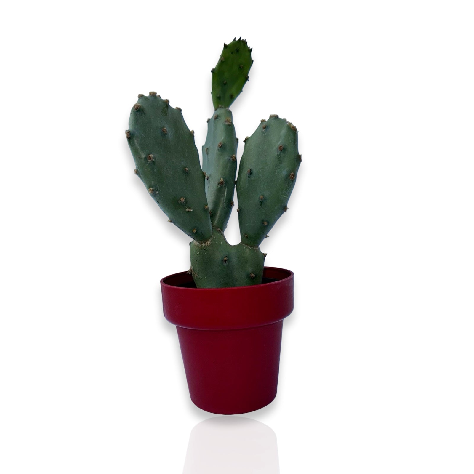 Piantina di Opuntia Vulgaris CERTIFICATA