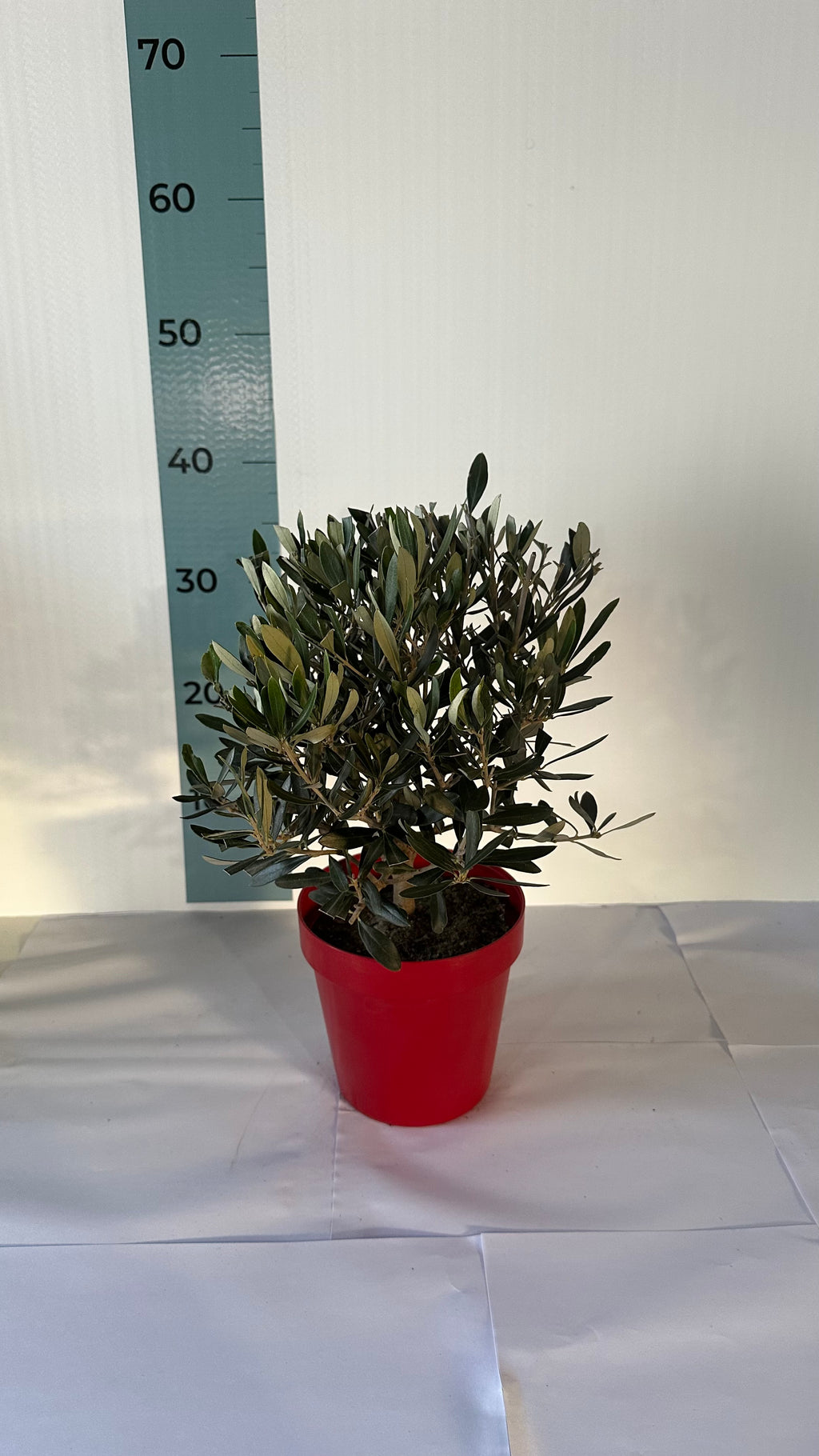 Piantina Bonsai di Ulivo cespuglio - Olea europea cipressino CERTIFICATA