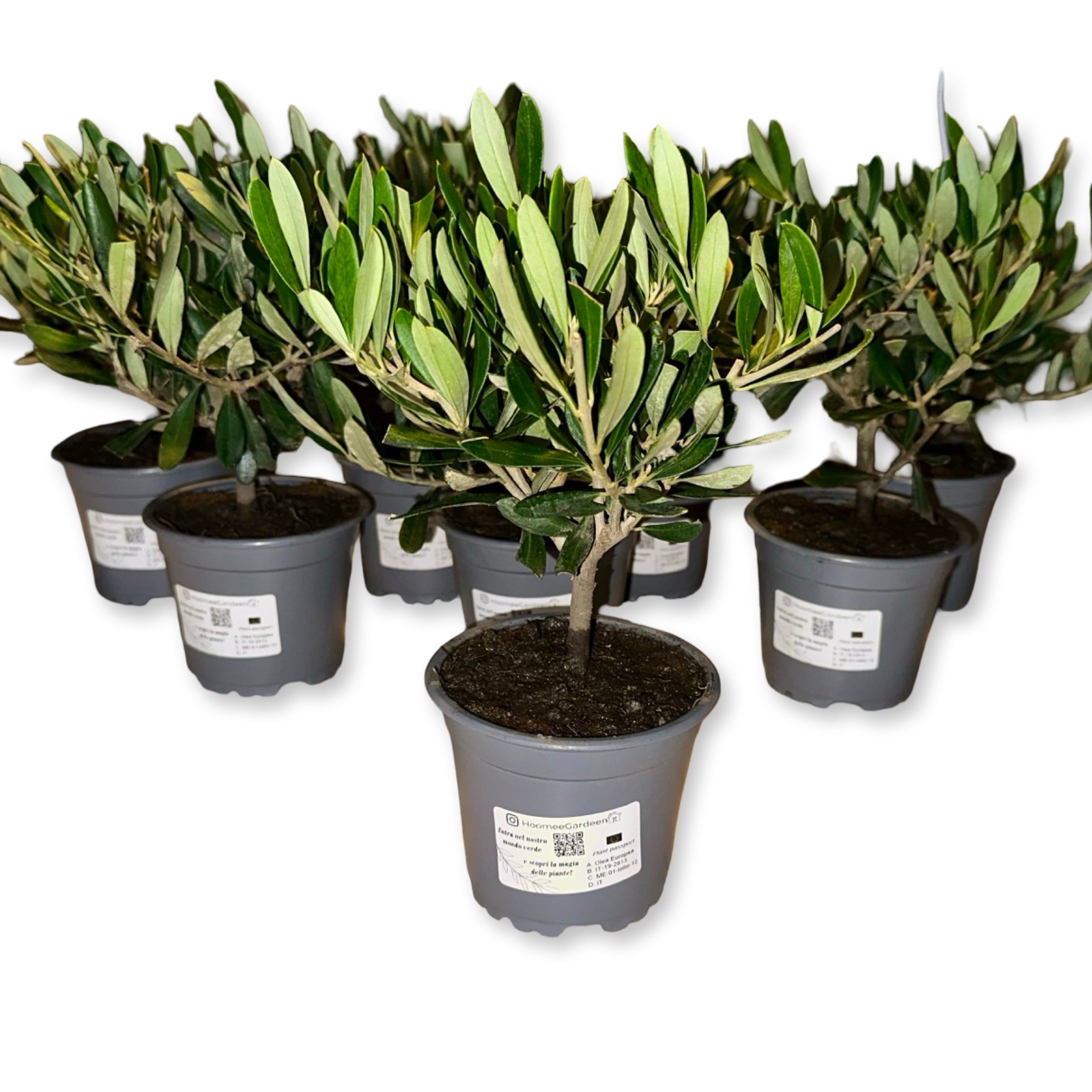 Piantina cespuglio simil-Bonsai di Ulivo - Olea europea cipressino CERTIFICATA