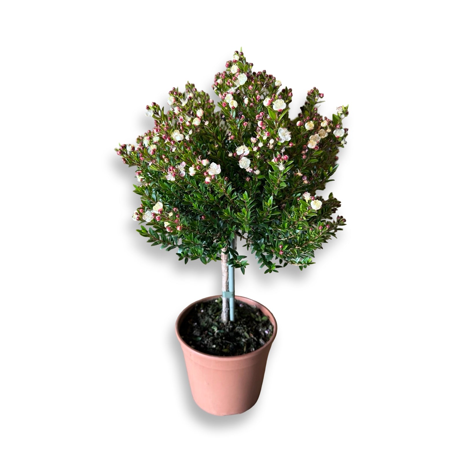 Piantina Alberello di Mirto - Myrtus Microphylla CERTIFICATA