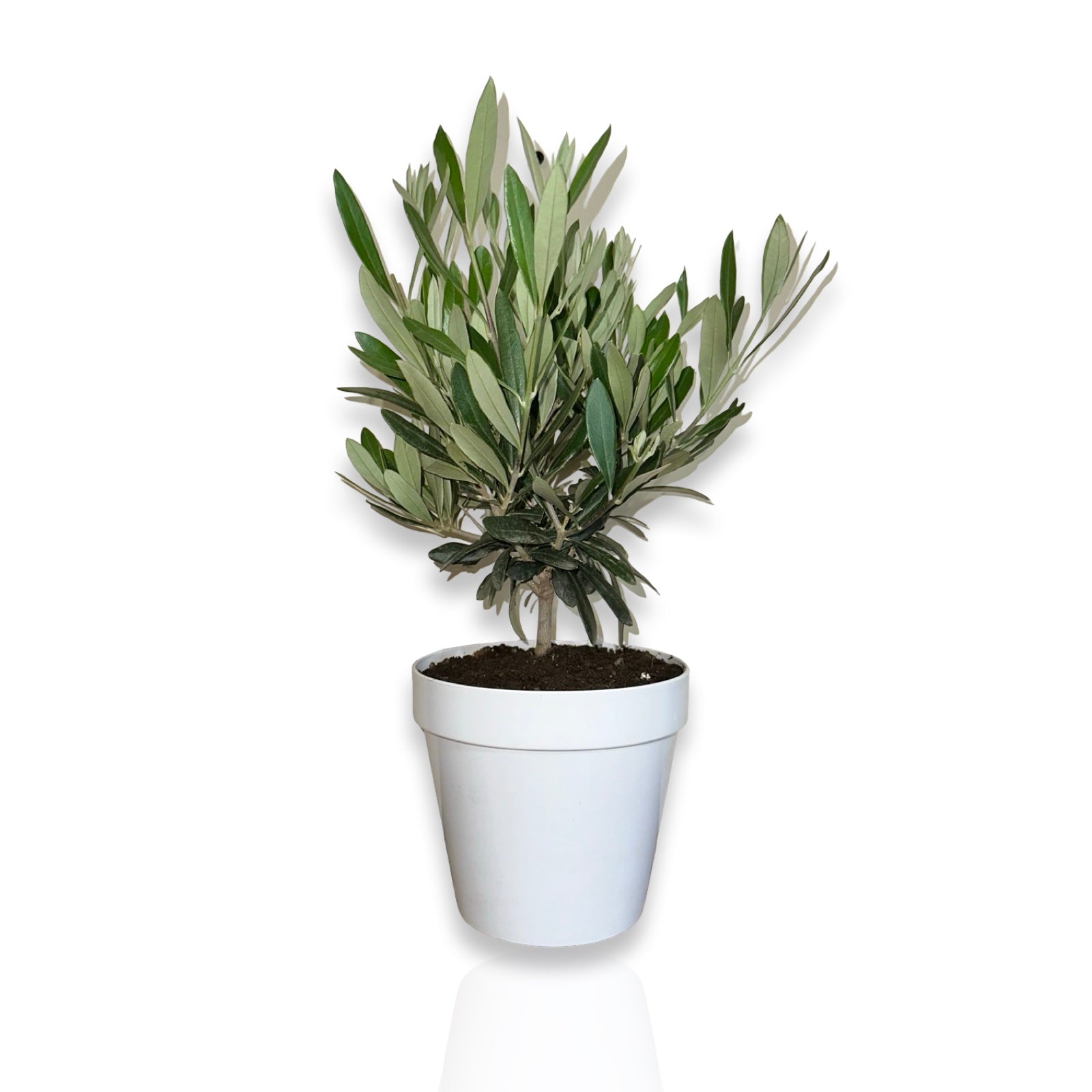 Piantina cespuglio simil-Bonsai di Ulivo - Olea europea cipressino CERTIFICATA