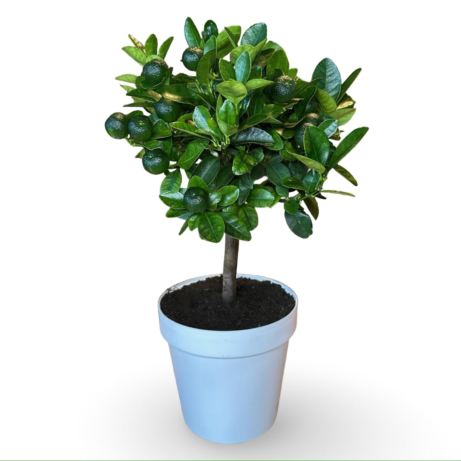 Pianta di Calamondino in Vaso – Agrume Ornamentale e Fruttifero Prodotto in Sicilia